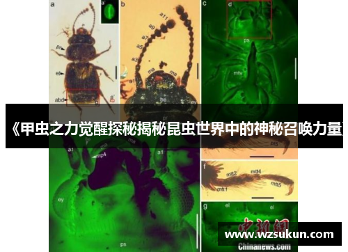 《甲虫之力觉醒探秘揭秘昆虫世界中的神秘召唤力量》